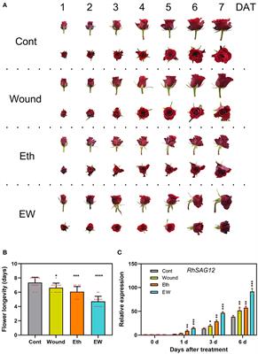 RhWRKY33 Positively Regulates Onset of Floral Senescence by Responding to Wounding- and Ethylene-Signaling in Rose Plants